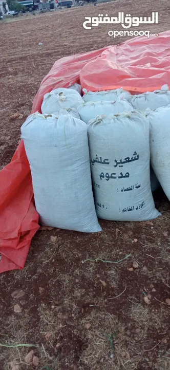 تبن أحمر بيقا البيع