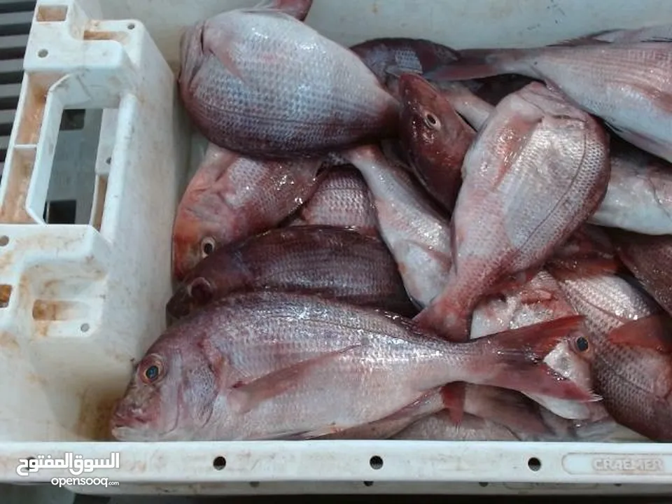 frozen fish اسماك مجمدة