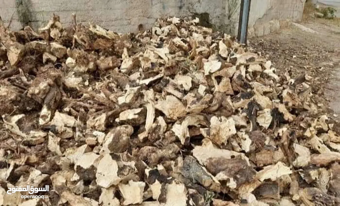 حطب زيتون للبيع