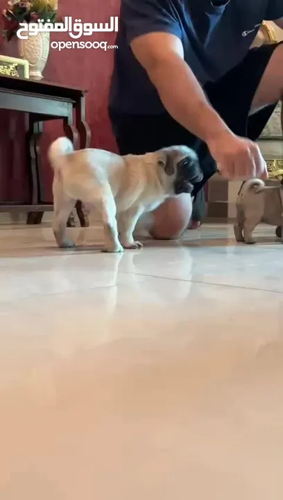 جراوي بج، pug puppies