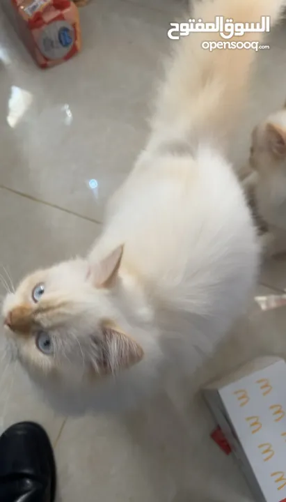 قطط هيمالايا بيرشن للبيع بسعر معقول