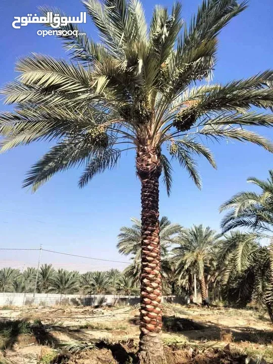 نخل مثمر جميع الارتفاعات