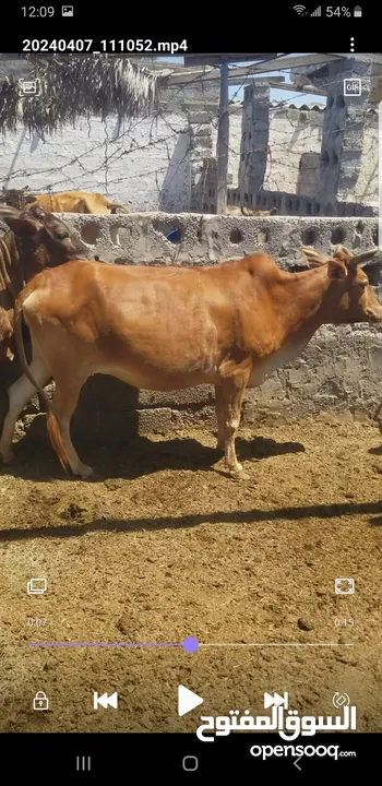 cow for sale