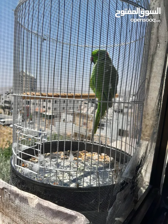 شيكو  ببغاء درة هندي يقلد صوت القطة  وسكر ا تصفر وتحاول الكلام مع قفص واكل التوصيل داخل نابلس بعشرين