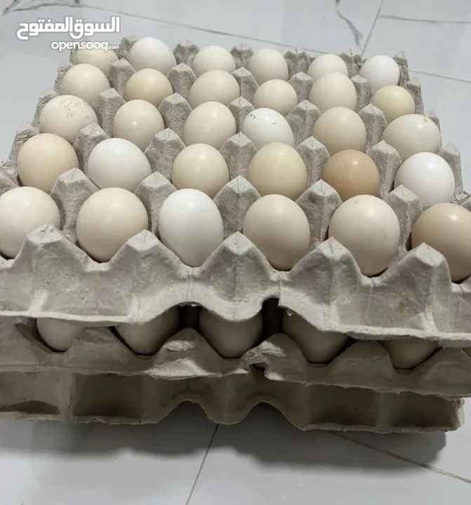بيض دجاج للبيع