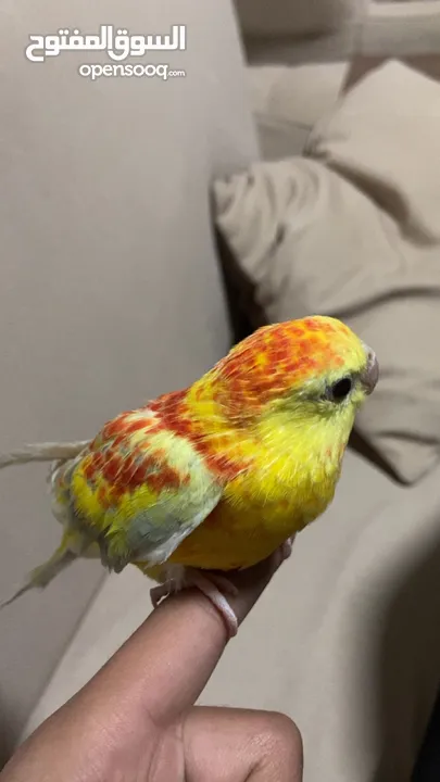 ببغاء مزامير للبيع