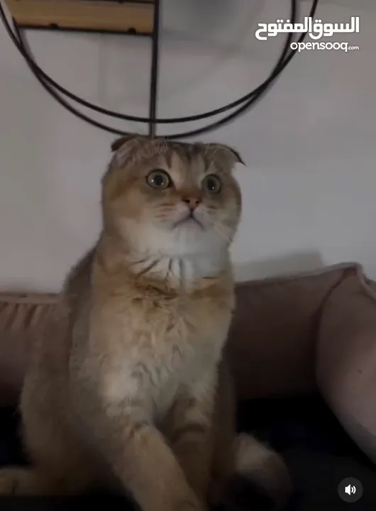 (Scottish fold ny25) سكوتش فولد