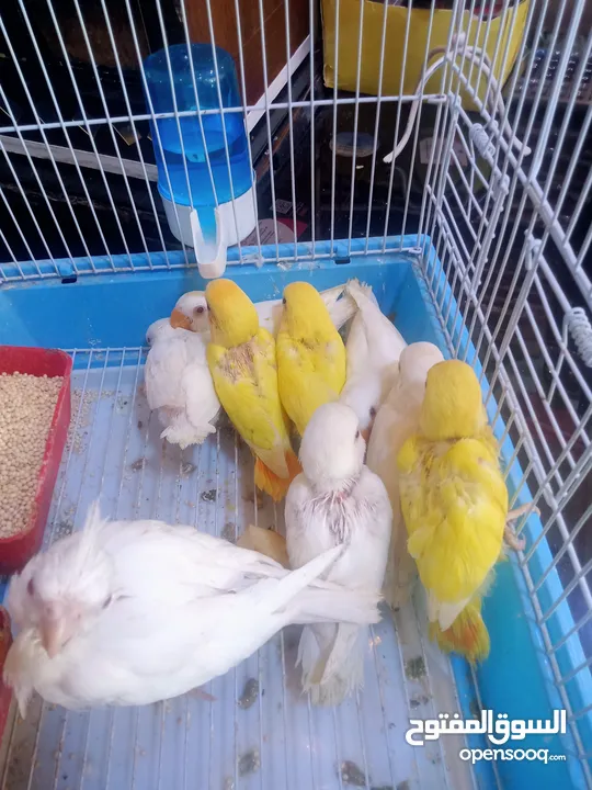 يتوفر لدينا مجموعه انواع طيور اليفه  دره اليف  لوري اليف  كوكتيل اليف  روز اليف  حب اليف