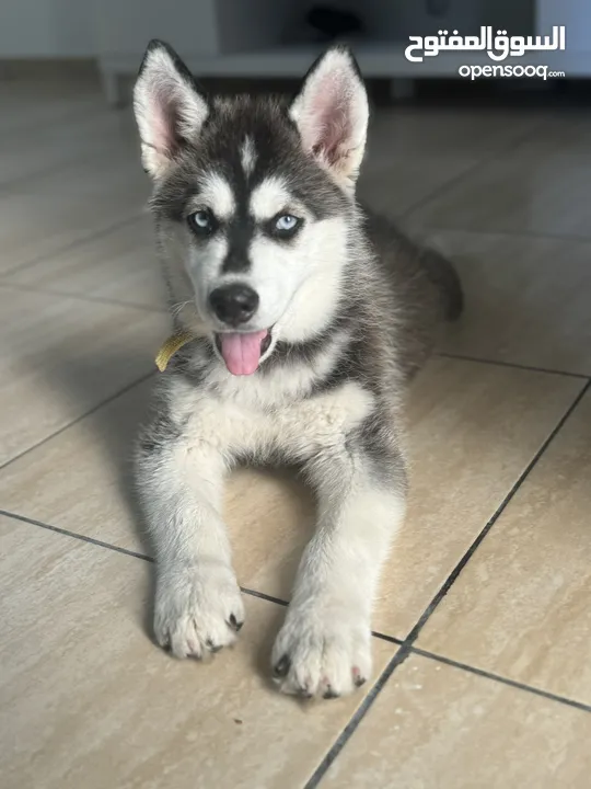 Husky female 3month old