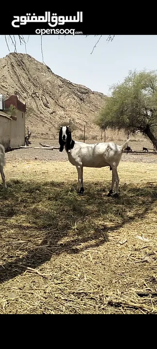 اغنام باكستانيه أصل مد وشور ما شاء الله