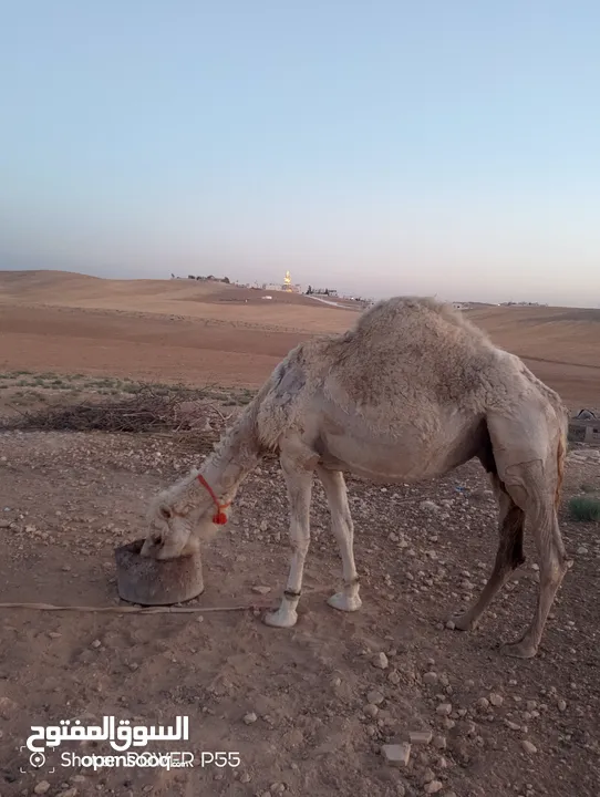 ناقه حايل للبدل على خلفه طيبه ب الحليب