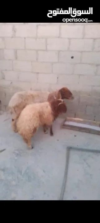 غنم نعجه ولدها عمر ست شهور خروف