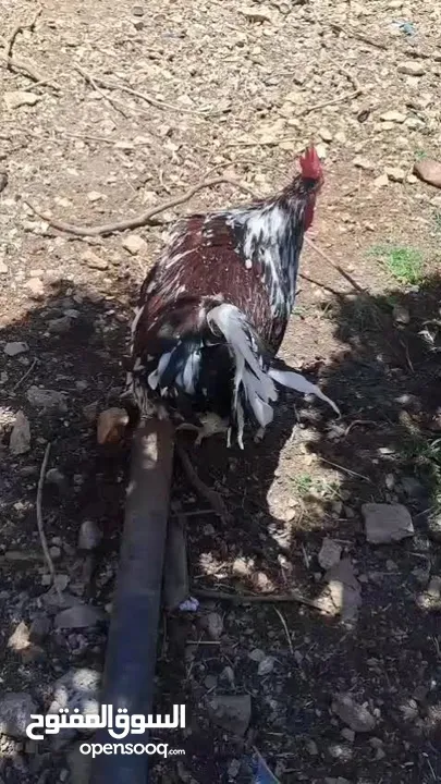 جاج زينه لبرجيني ساسكس
