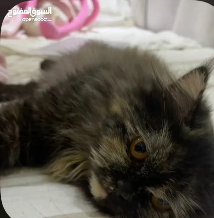 قطه شيرازي للتبني عمرها سنتين مع الجواز والتطعيمات