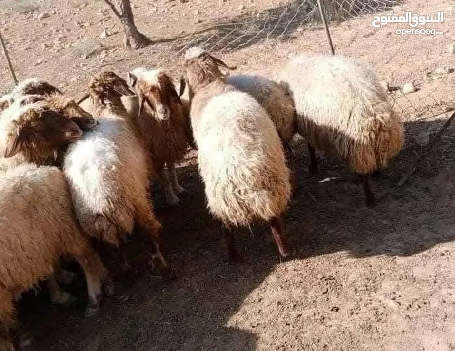 اضاحي العيد