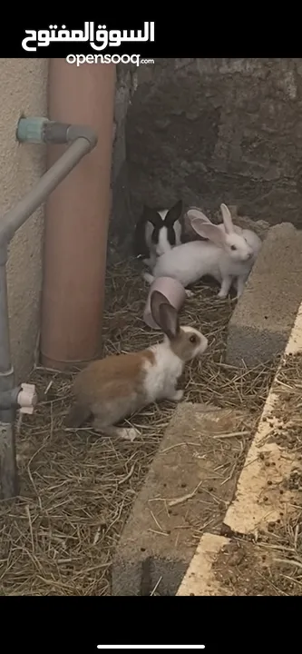 البيع ارنب عمانيات
