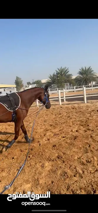 Lovely Arabian horse