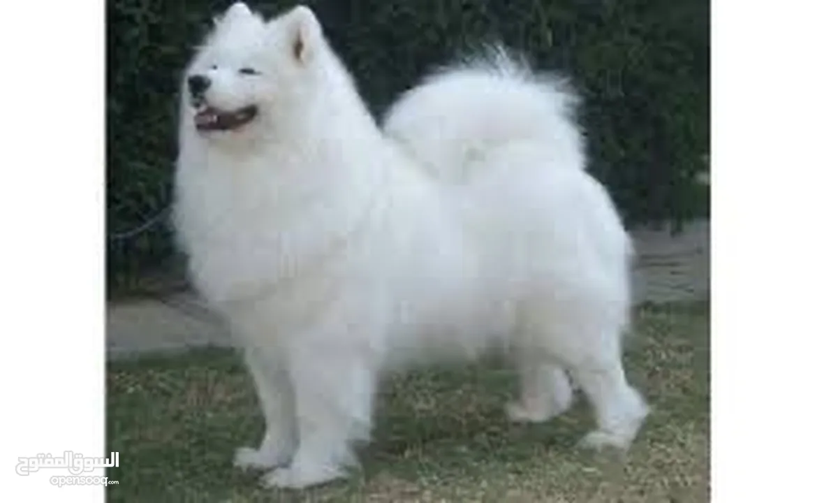 كلب روسي سامويد بيور Samoyedic