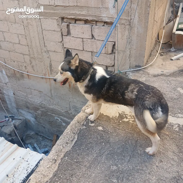اناثي هاسكي