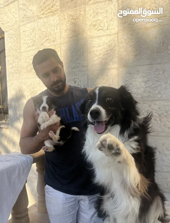 Border collie لاول مرة في الاردن