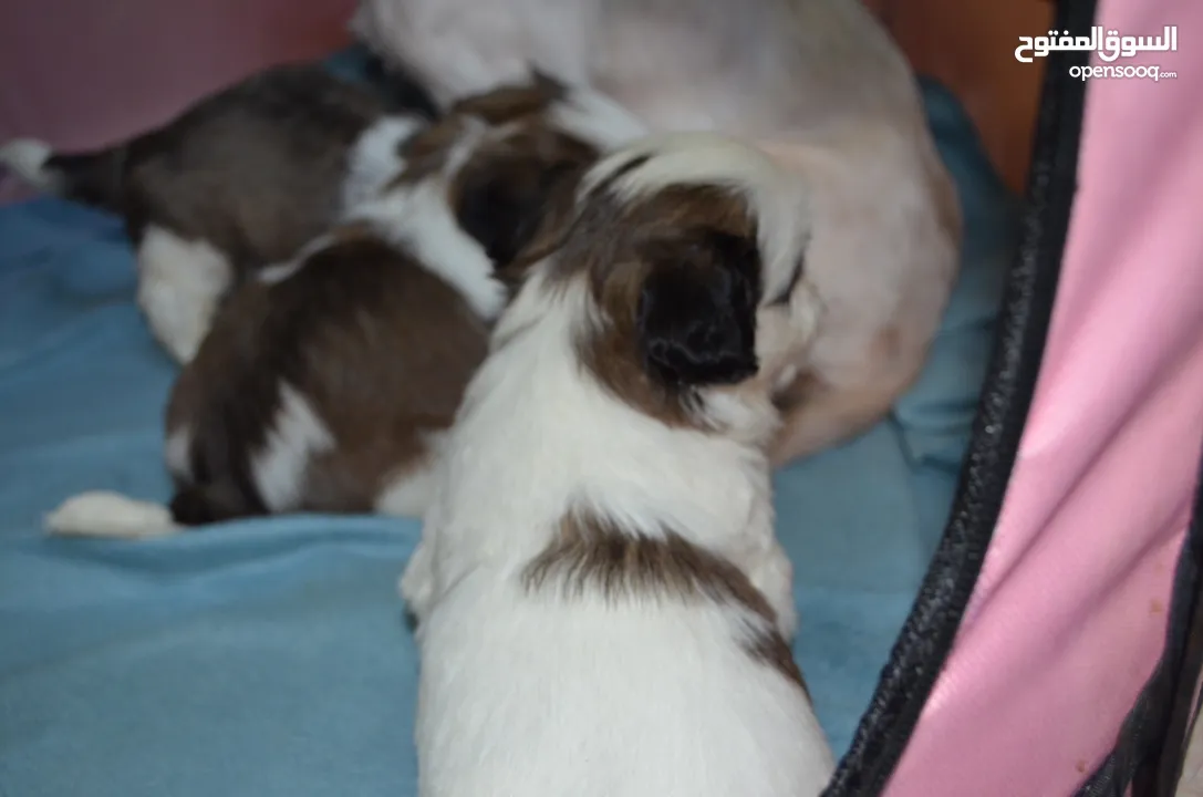 1 month old Shihtzu