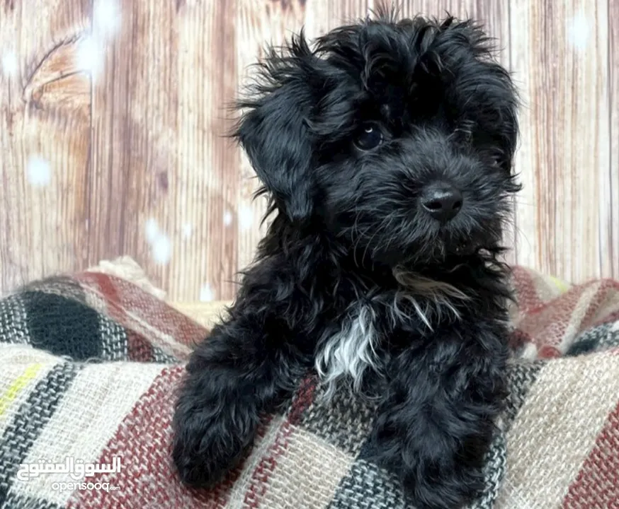 جراء مالتيبو Maltipoo مستوى عالمي