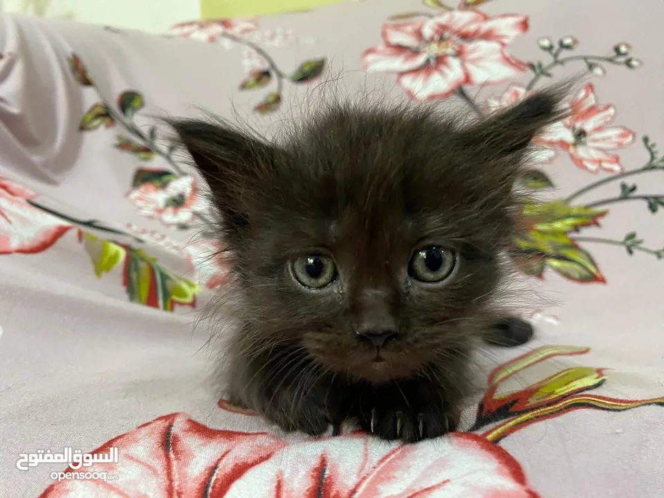 Persian short hair kitten