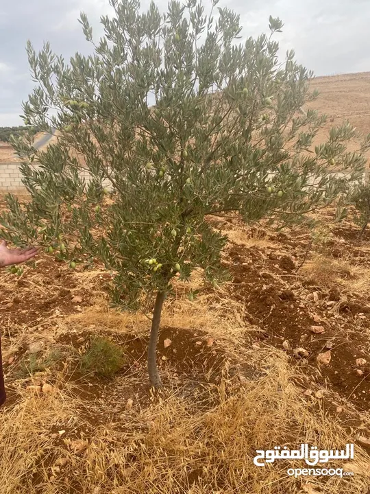 قفقفا 13 دنم منطقة مزارع وشاليهات وطبيعة خلابة مسيجة جدار حجر