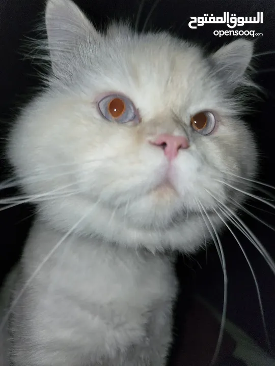 Cats for Adoption
