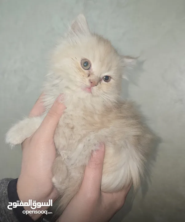 قطة انثى بيرشن للبيع