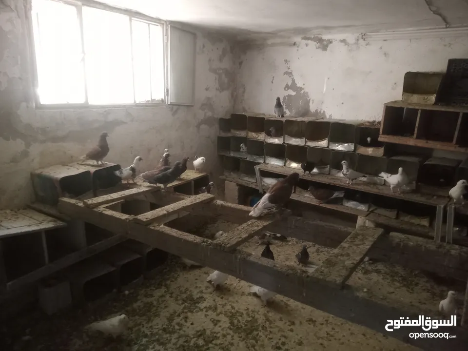 حمام بلدي نظيف شغال 100%  ااااااااااااالجوز على 3.5 الله يبارك