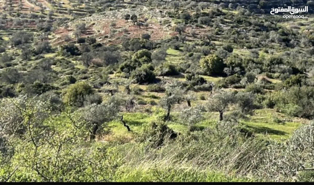 ارض استثمارية للييع