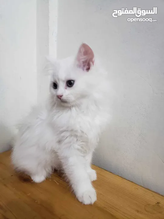 قطط من عمر شهر ونص ل 3 اشهر