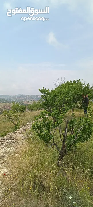 مزرعه  صغريه راقيه على قمه جبل مطله للغرب كوشان مستقل بسعر مميز جدا منطقه مزراع راقيه