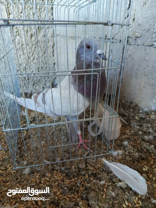 حمام للبيع