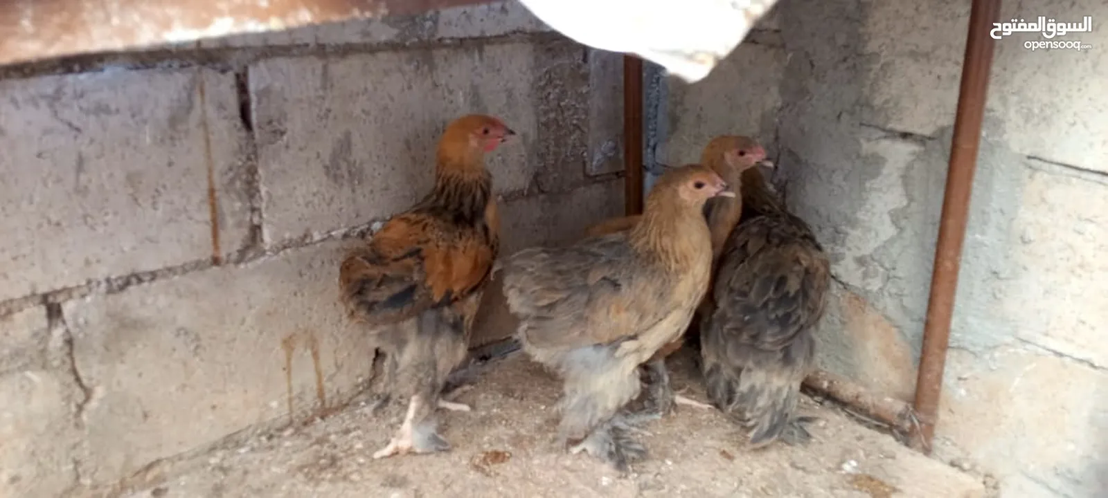 متاح صيصان براهما عمر 5 اشهر