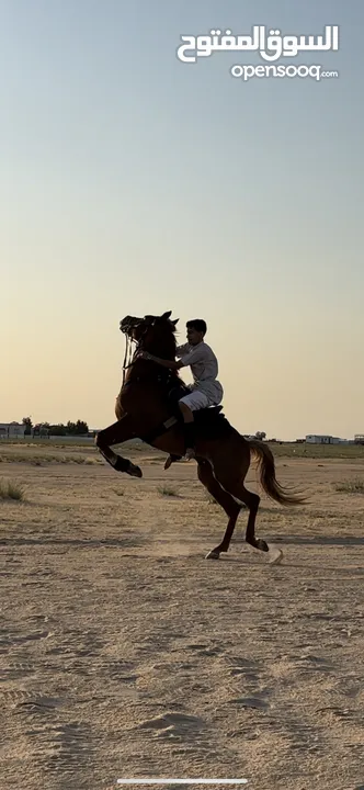 حصان مصري بيور شرط سلم وتحويل