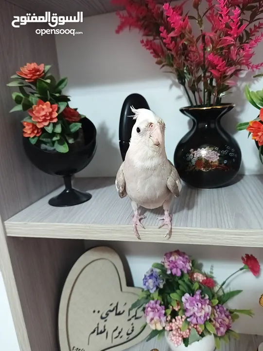 زوج كوكتيل وايت فيس