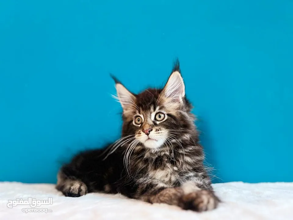 Mainecoon Kitten