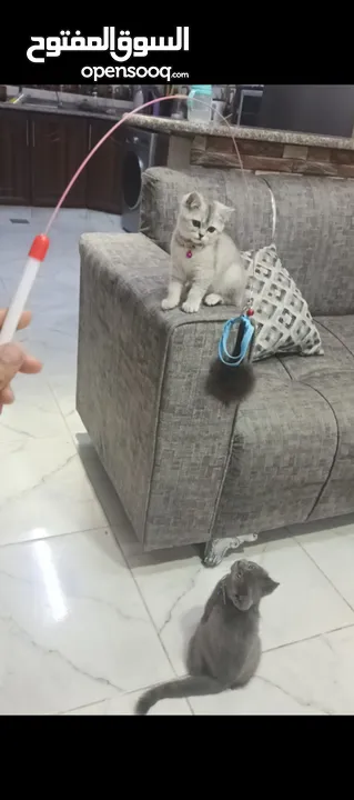 قطط سكوتش سلفر شيدد وسكني