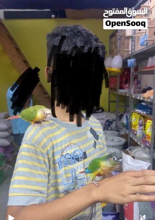 للبيع كنيورات اليفه