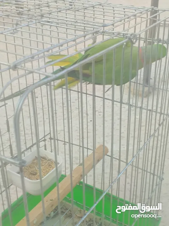 ببغاء دره هندي