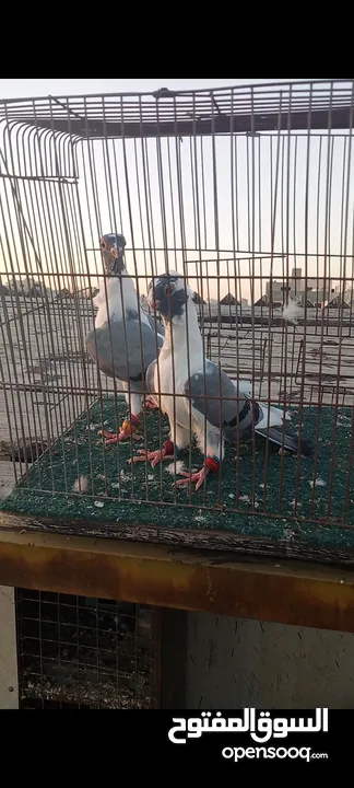 جوز فراخ اسطنابله  زرق وفرخ اسطنبولي احمر حبكين موجودات في الهاشمي الجنوبي