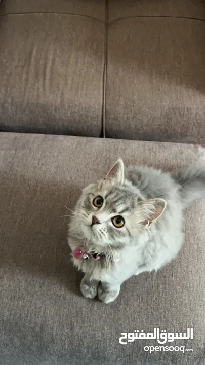 قطة شيرازي نقي للتبني بعمر 5 شهور تقريبا