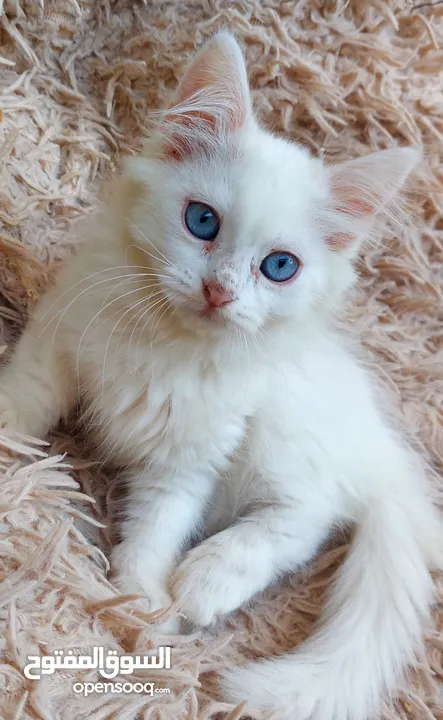 قطة انثى مكس شيرازي شهرين