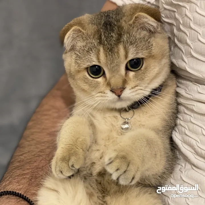 Male Scottish Fold ( ny 25 ) pure breed