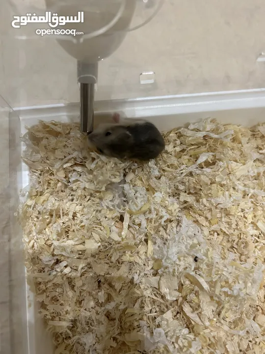 أنثى هامستر روسي  female hamster with  3 babies