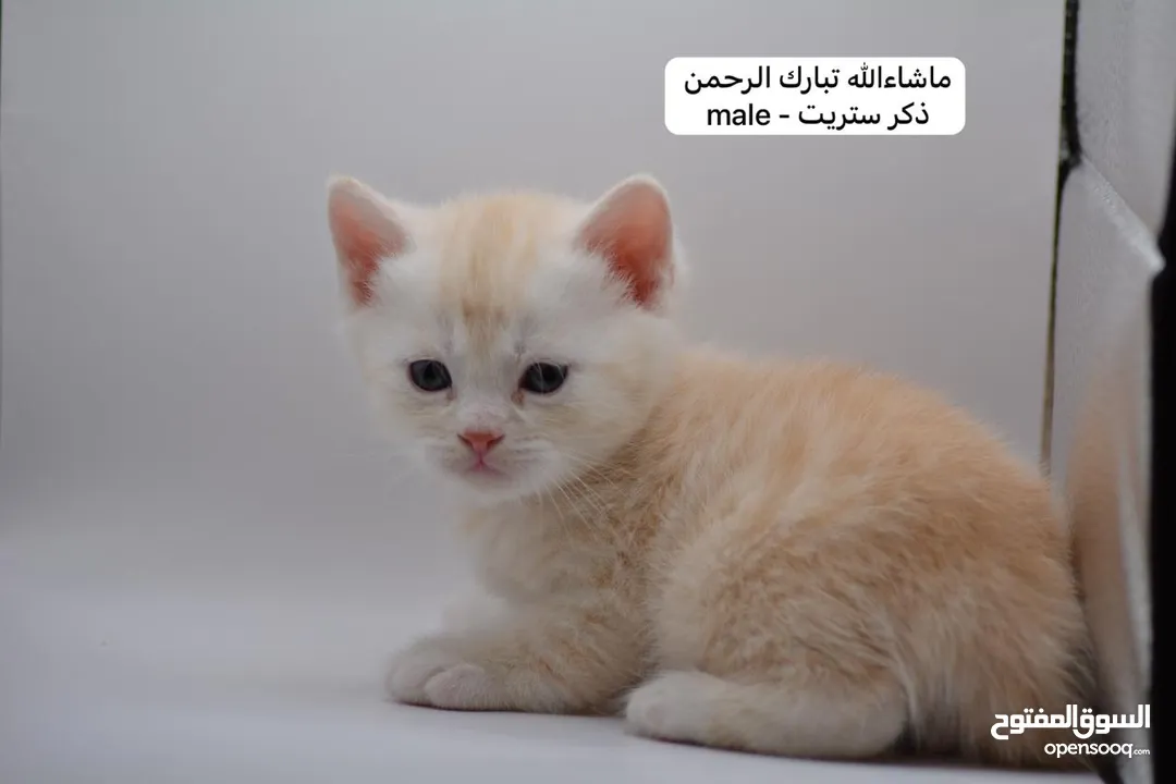 سكوتش كيتن فولد وستريت الوان مميزه ليلك ومشمشي وغيرها 15 كيتن
