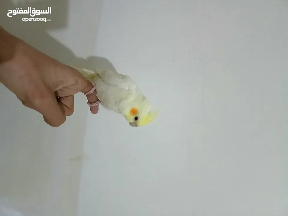 كوكتيل لاتينو عمر شهر ونص