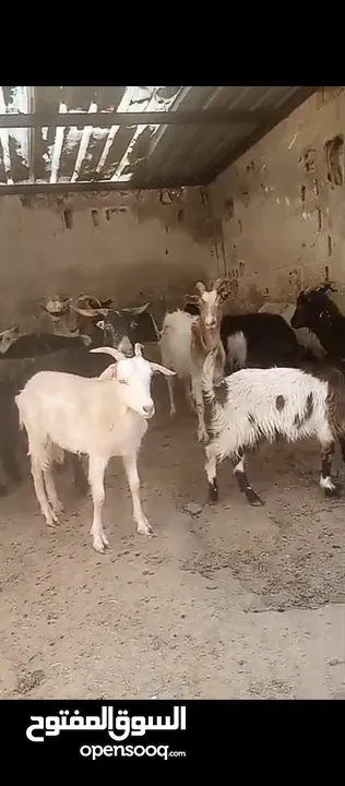 ثنايا وشعاري البينو وسانين